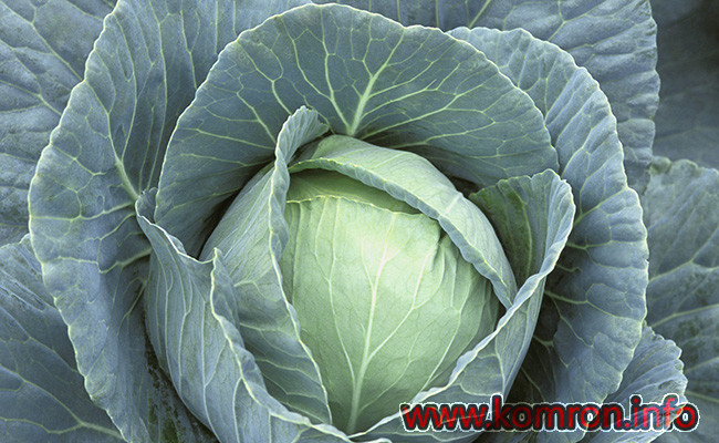 Head of cabbage with drops of water on it, close-up