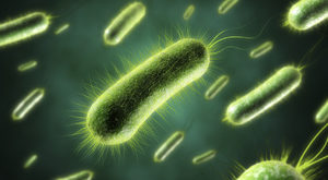 anaerobnaya-bakteriya