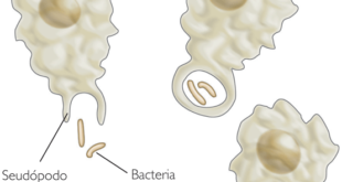 bakterioliz