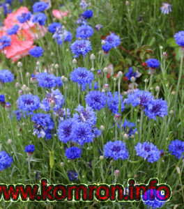 centaurea_cyanus_blue_diadem_01