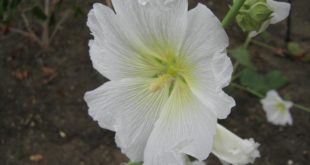 alcea-nudiflora