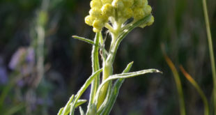 helichrysum-maracandicum