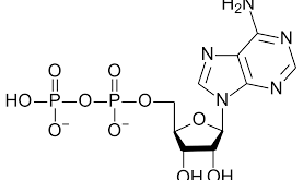 adenozinfosfat