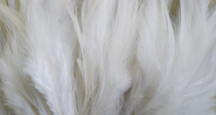 hackle_feather_white