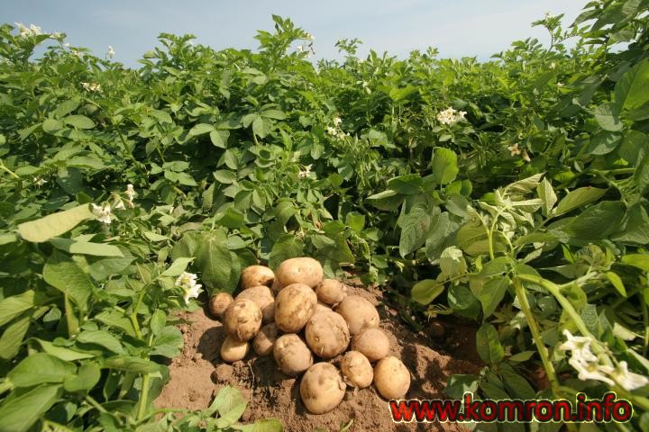 картошка растани