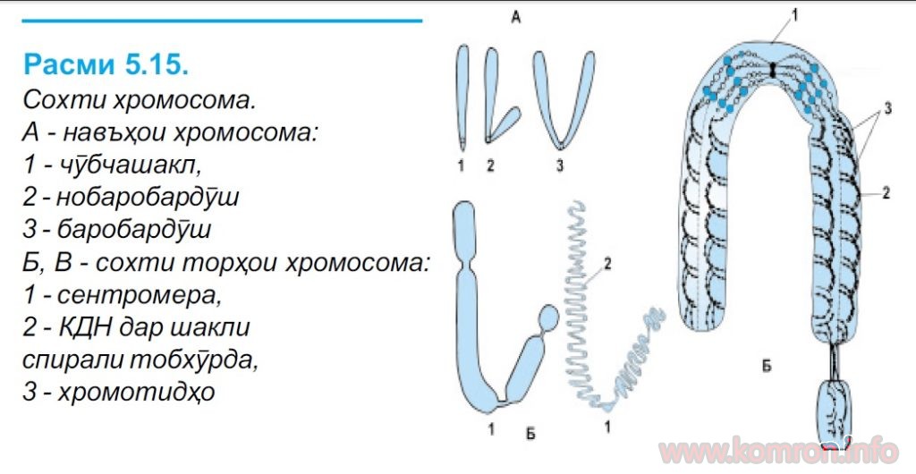 Hromosoma