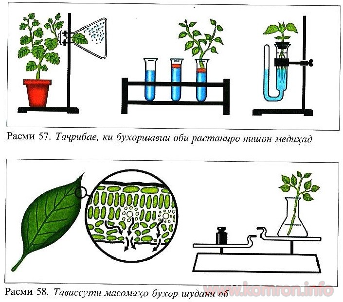 fotosintez
