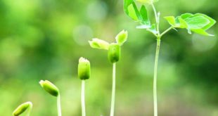plant-growth-big