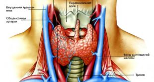 thyroid_anatomy