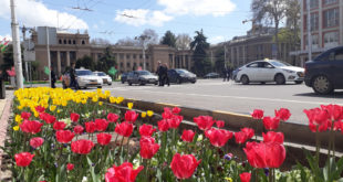 Тюльпаны в Душанбе